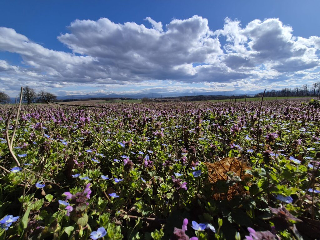 Blumenwiese Pflanzen-Vorträge: weite Blumenwiese mit wolkigem Himmel und Bergpanorama