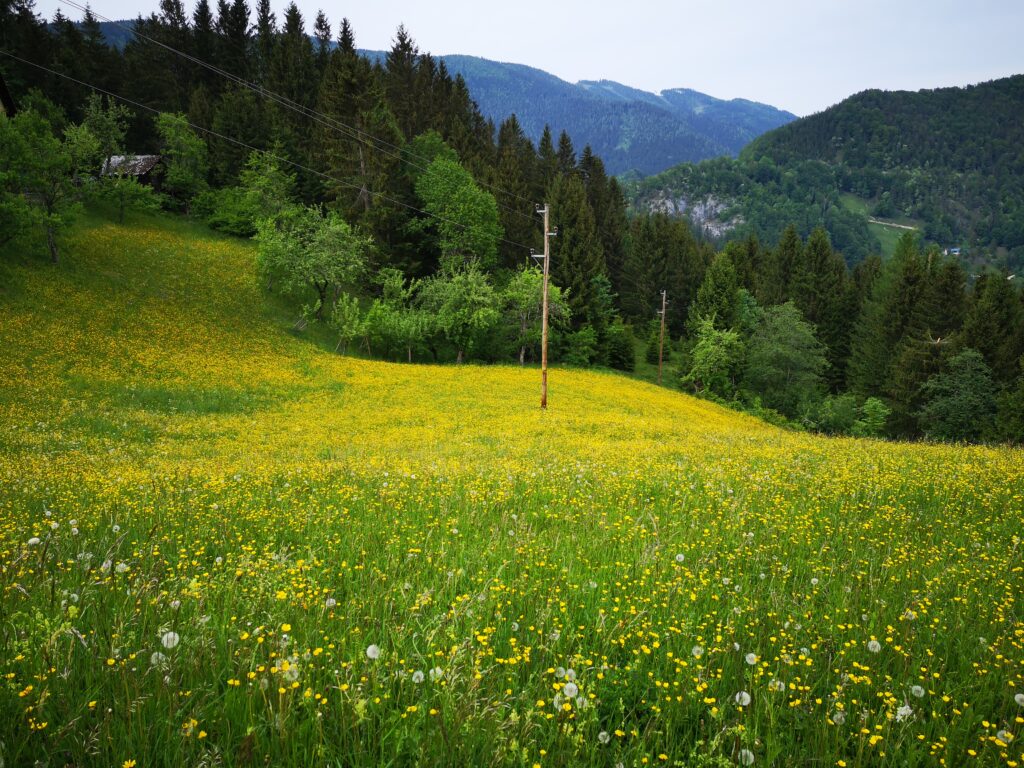 Blumenwiese Blumenwiese umgeben von Wald