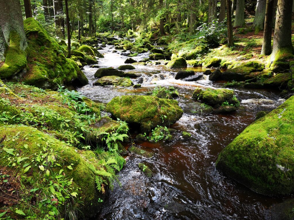 Fluss (Kamp) fließt durch moosigen Wald