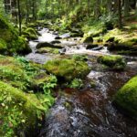 Fluss (Kamp) fließt durch moosigen Wald