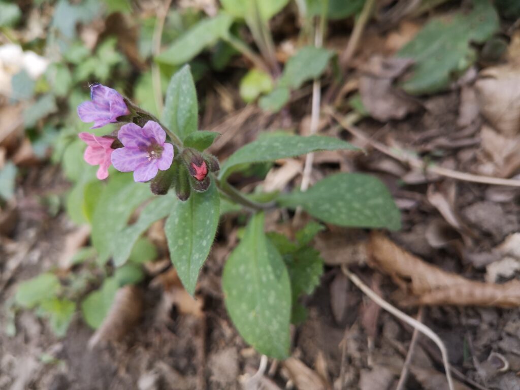 Echtes Lungenkraut