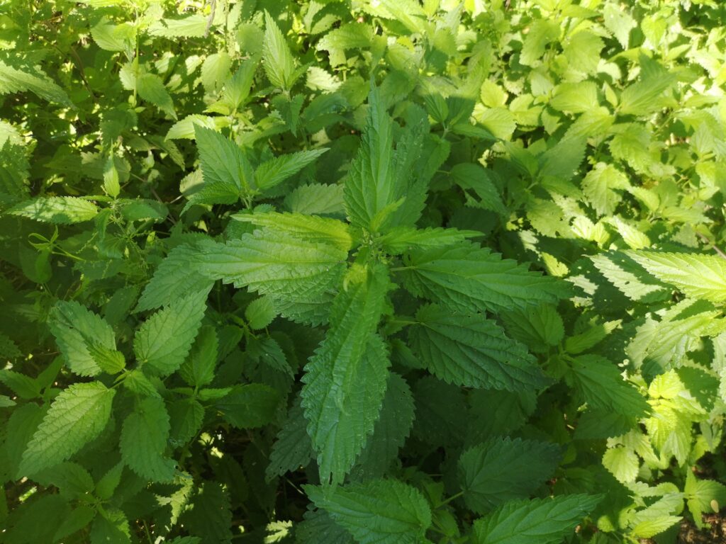 Große Brennnessel - Urtica dioica