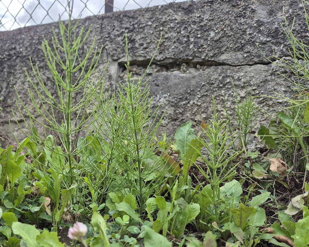 Ackerschachtelhalme im Garten