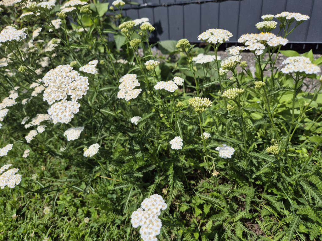 Gewöhnliche Schafgarbe - Achillea millefolium