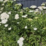 Gewöhnliche Schafgarbe - Achillea millefolium