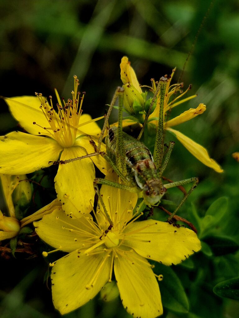 Echtes Johanniskraut mit Heuschrecke
