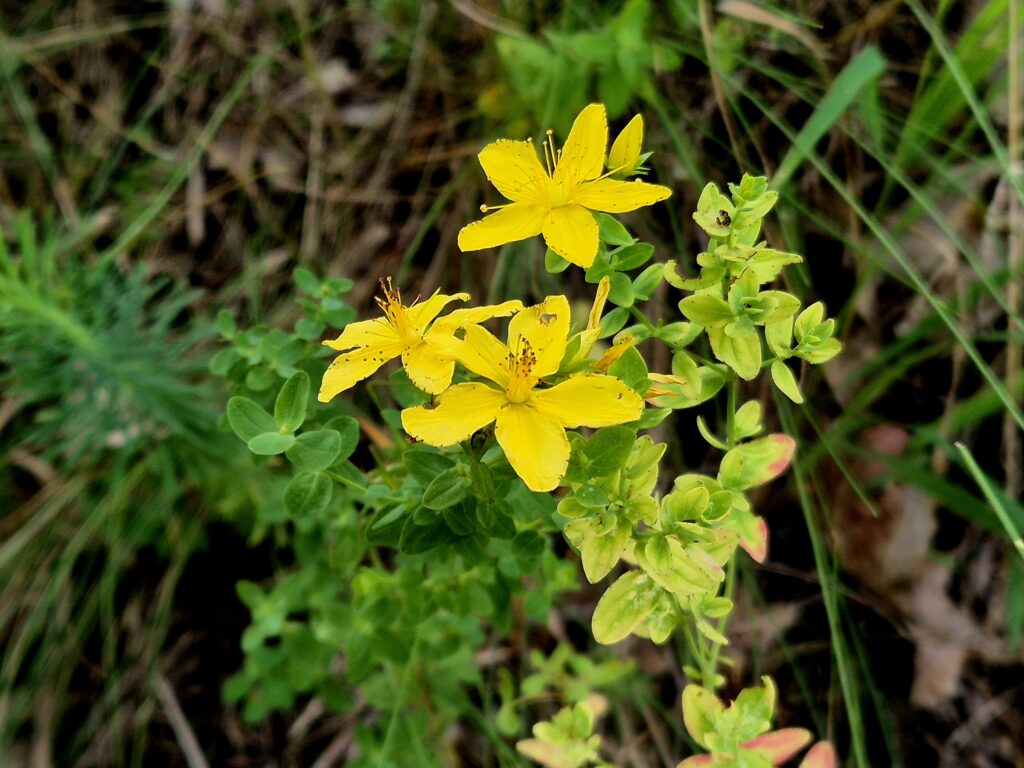 Echtes Johanniskraut - Hypericum perforatum