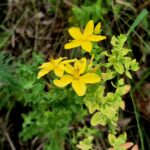 Echtes Johanniskraut - Hypericum perforatum