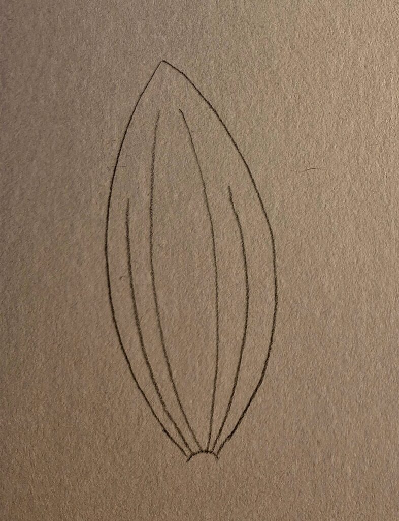 Zeichnung Nervatur: parallelnervig