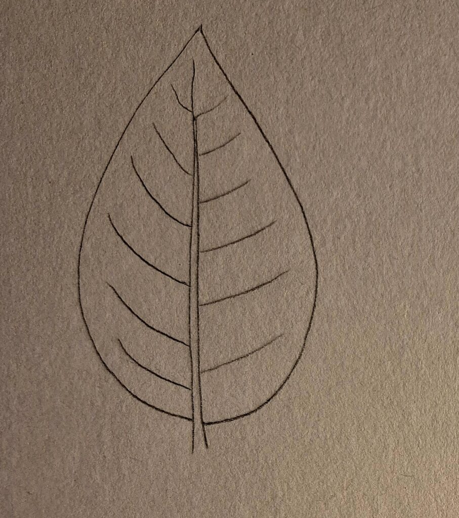 Zeichnung Nervatur: wiedernervig