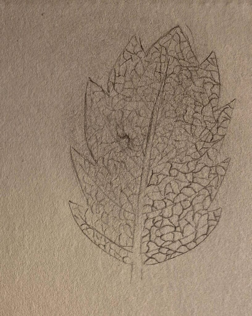 Zeichnung Nervatur: netznervig