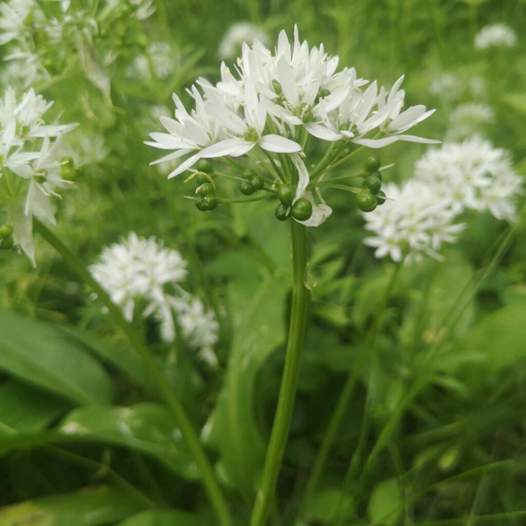 Bärlauch mit Blüte und Samen