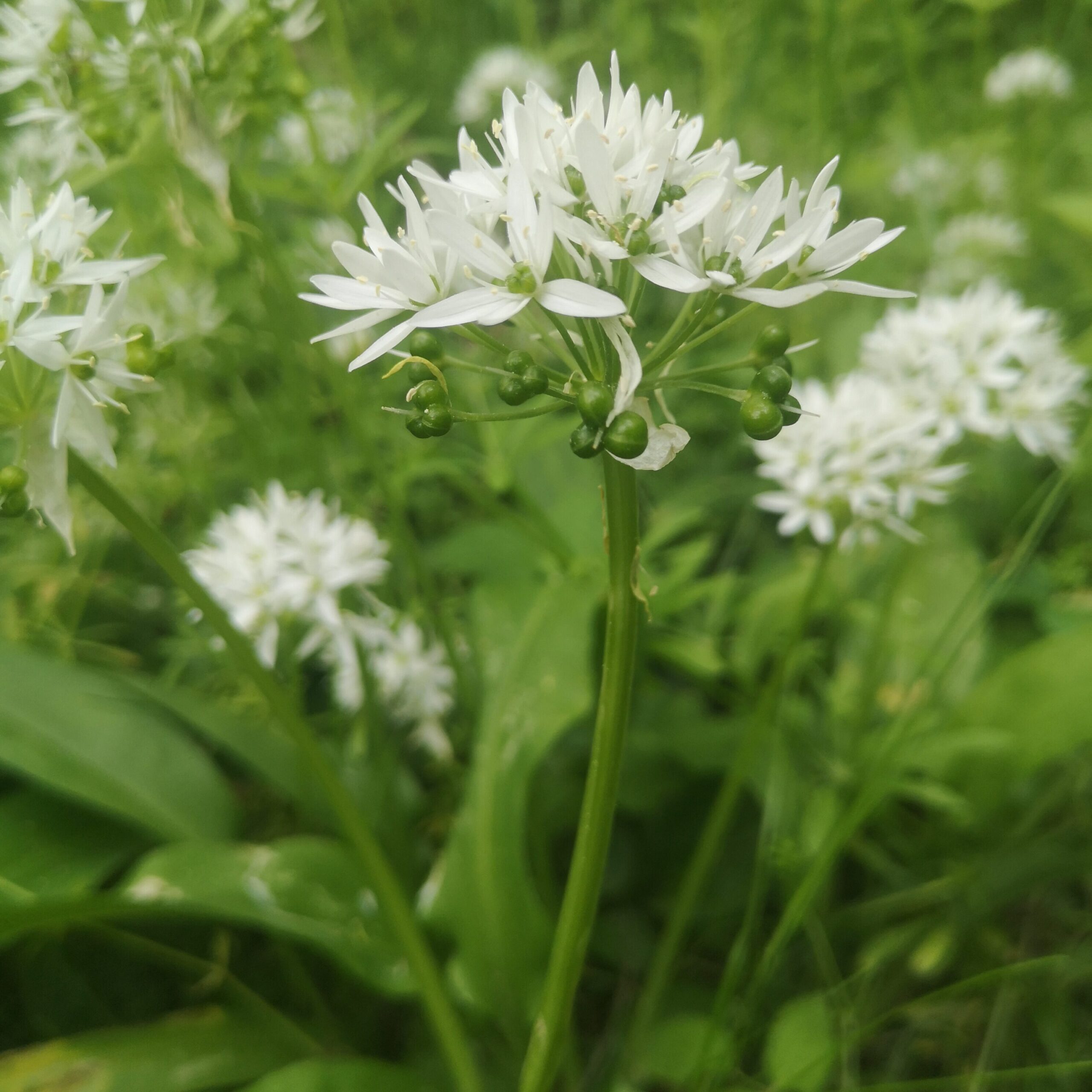 Bärlauch mit Blüte und Samen