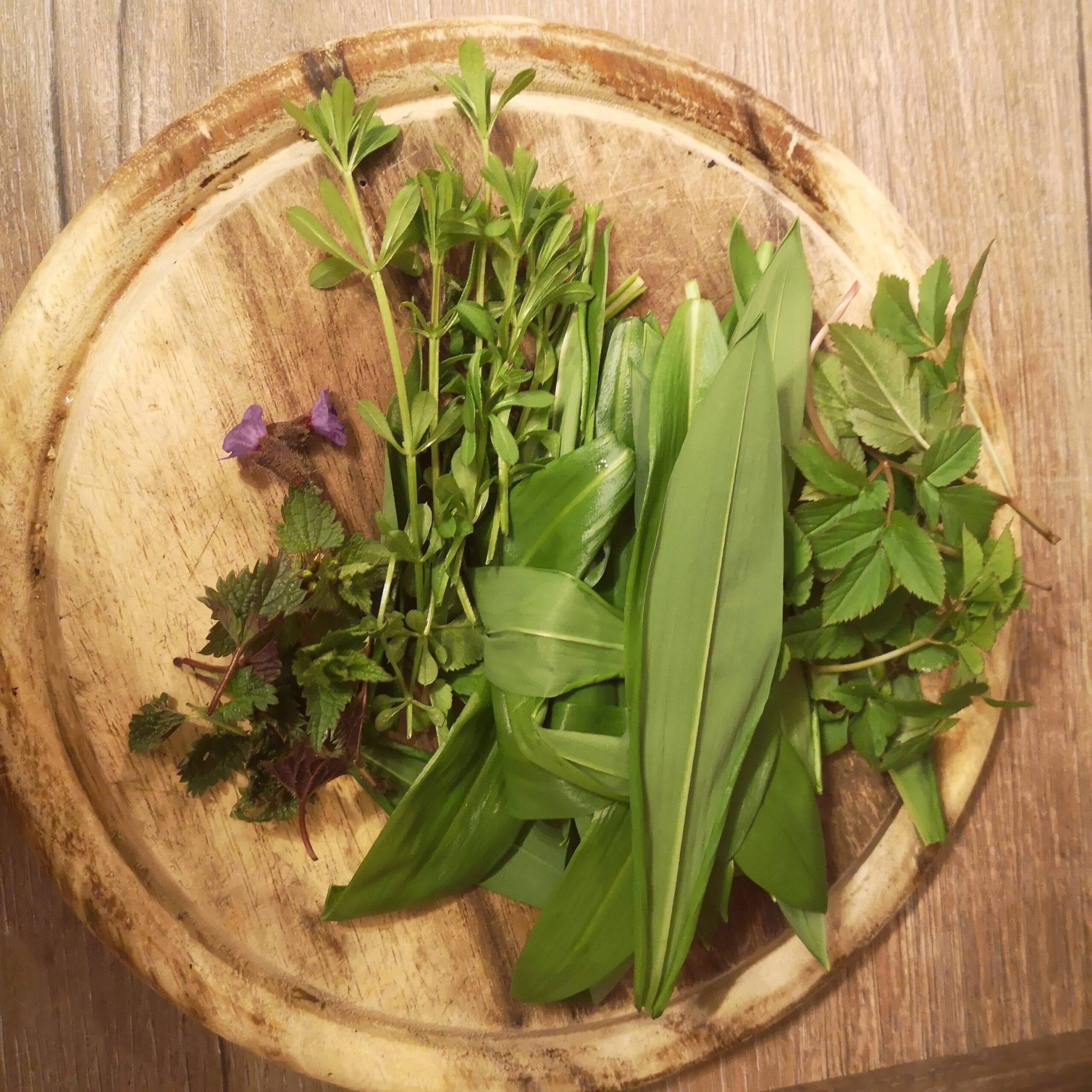 Wildkräuter für Aufstrich