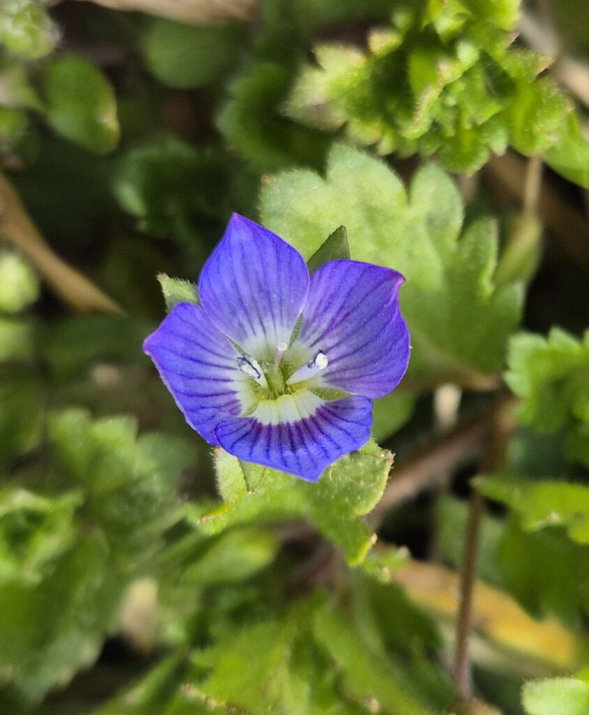 Ehrenpreis mit disymmetrischer Blüte