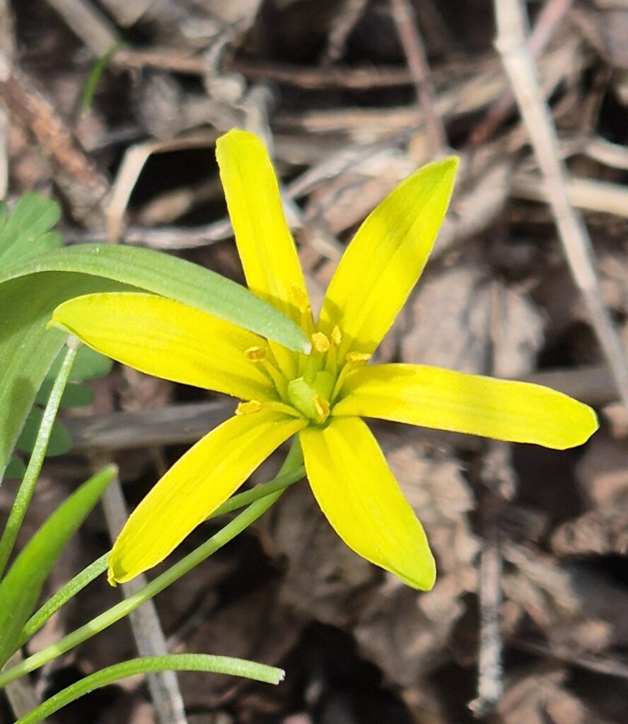 Wald-Gelbstern mit radiärer Blütensymmetrie