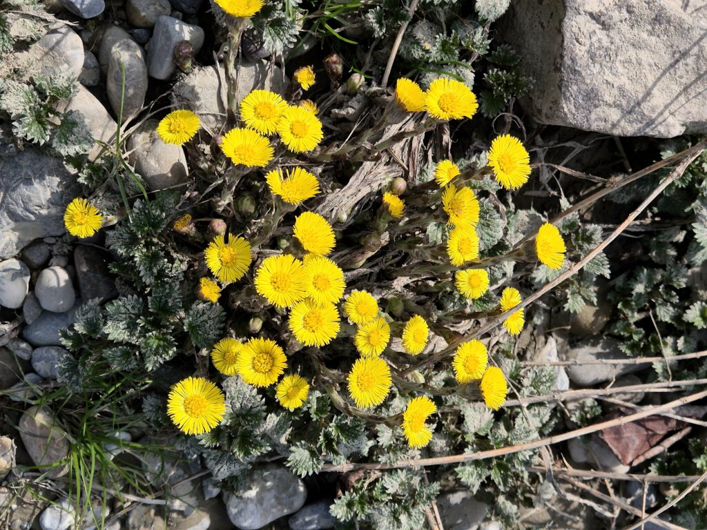 großer Busch Huflattich am Ufer von kleinen Brennnesseln umgeben