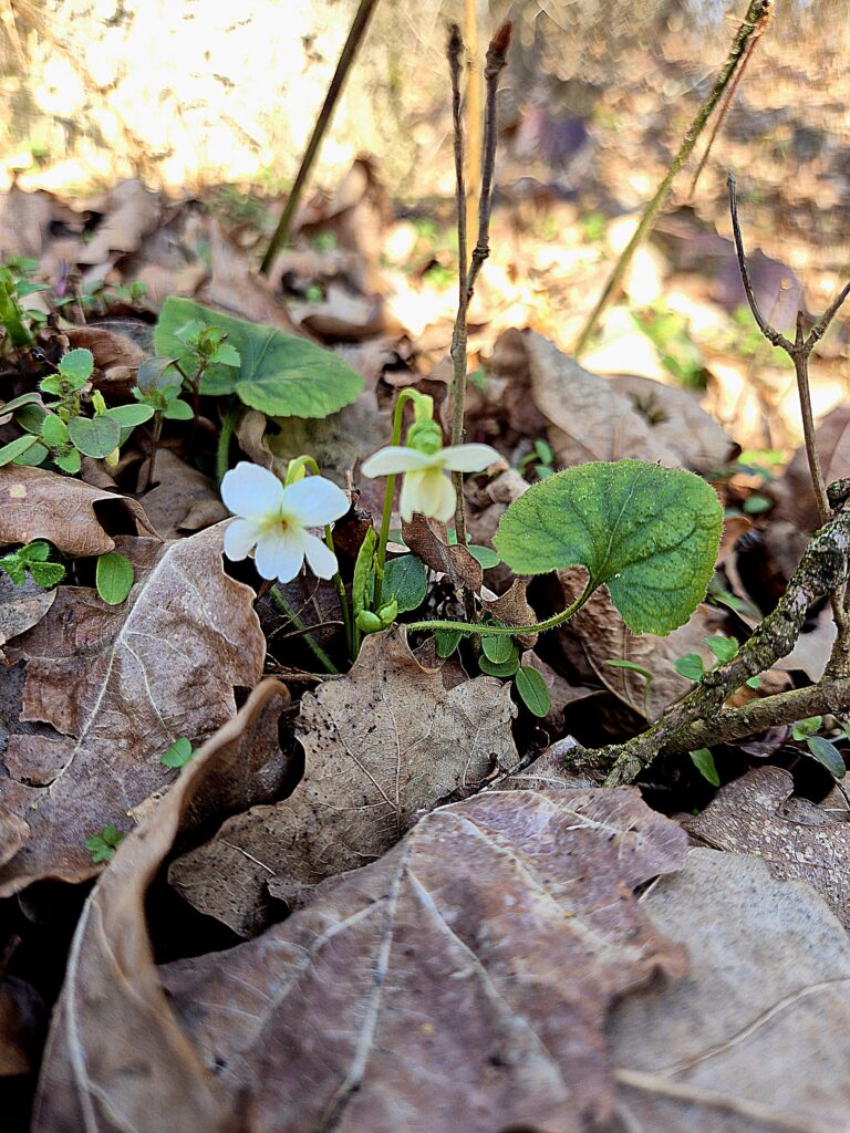 weißes Veilchen im Wald