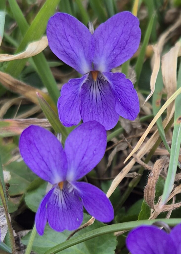 Veilchen mit zygomorpher Blütensymmetrie