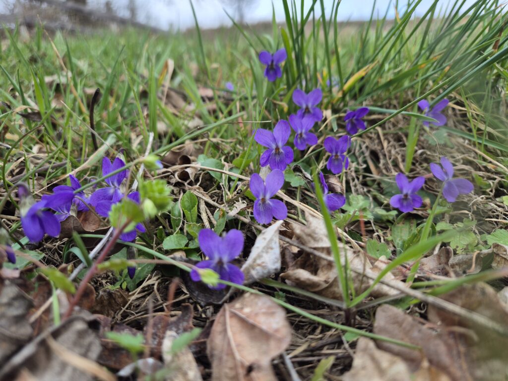 Wohlriechendes Veilchen am Waldrand