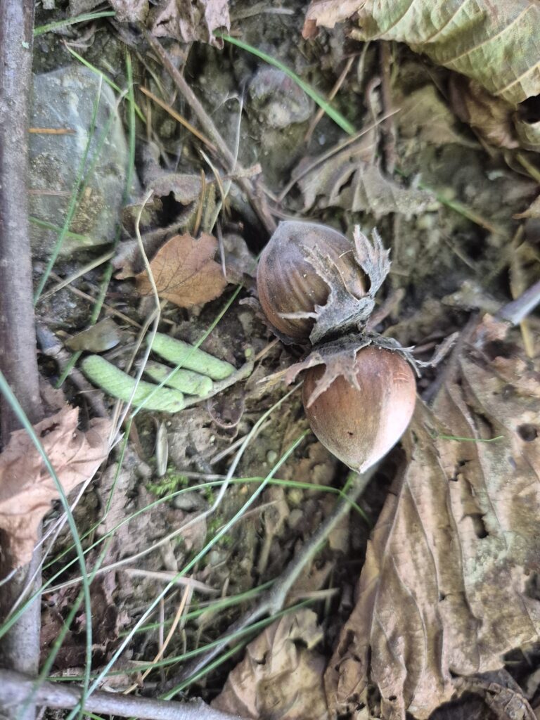 Haselnuss am belaubten Boden