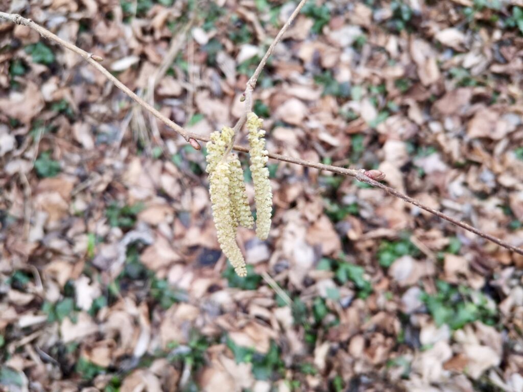 Haselkätzchen auf einem Haselnussstrauch