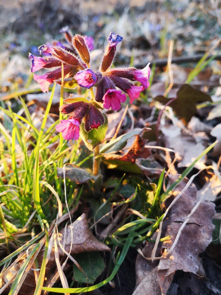 Echtes Lungenkraut - Blüten