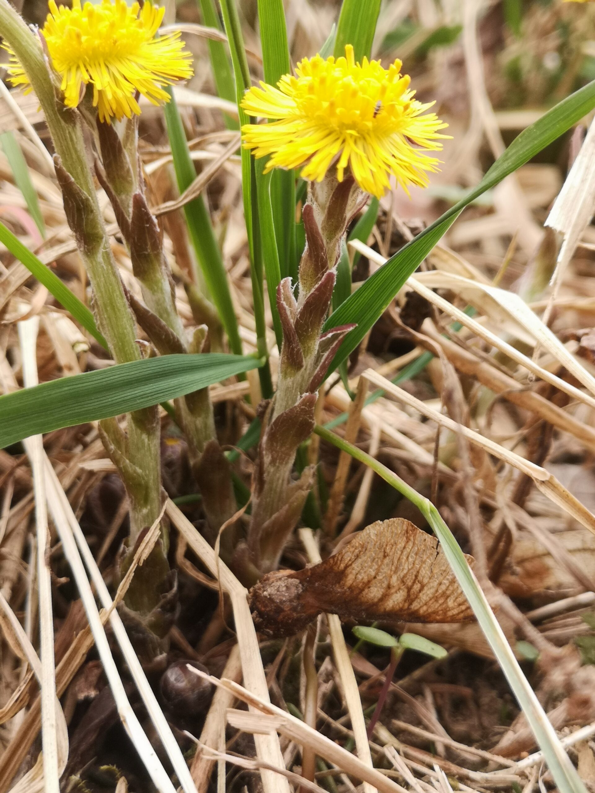 Huflattich, filziger Stängel gut erkennbar