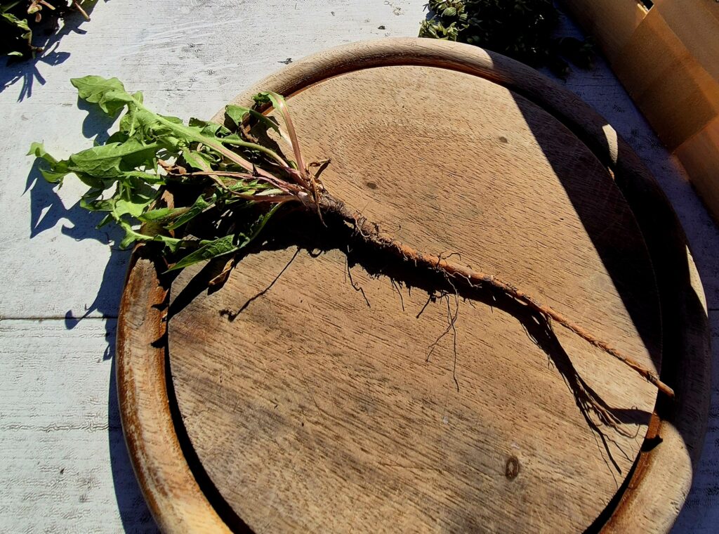 Pfahlwurzel eines Löwenzahns auf holzigem Schneidebrett