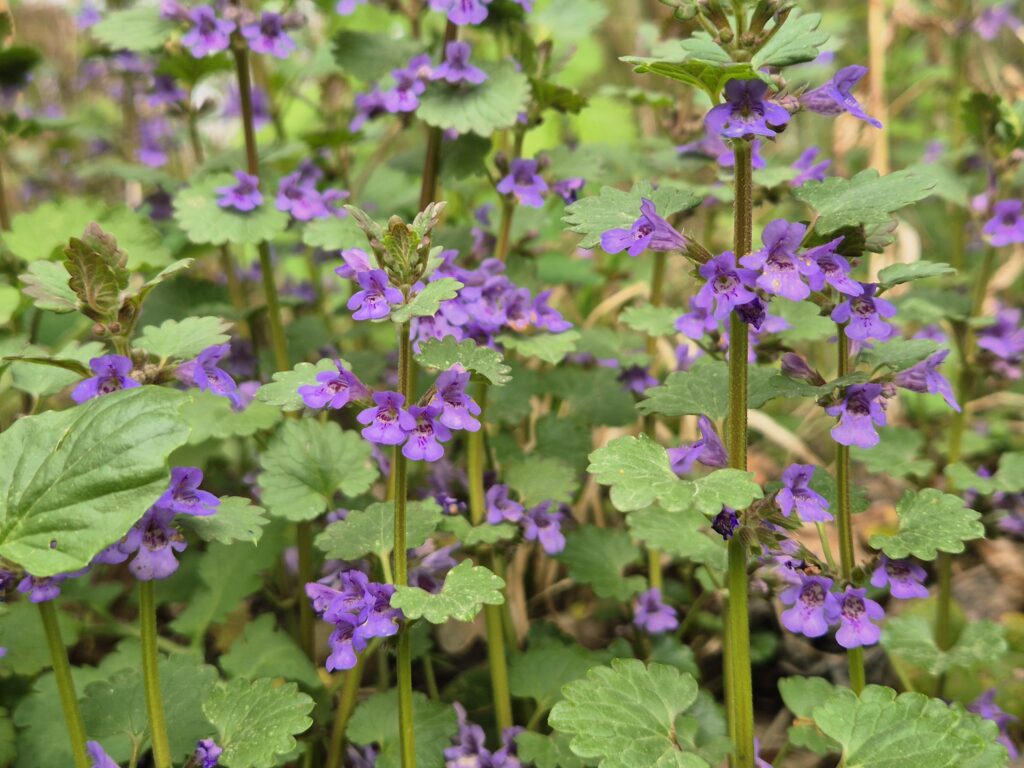 viel Gundermann/Gundelrebe