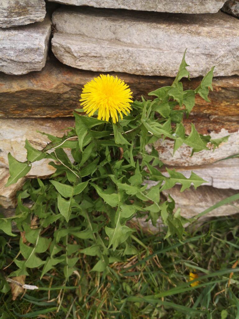 Löwenzahn, der aus Mauer wächst