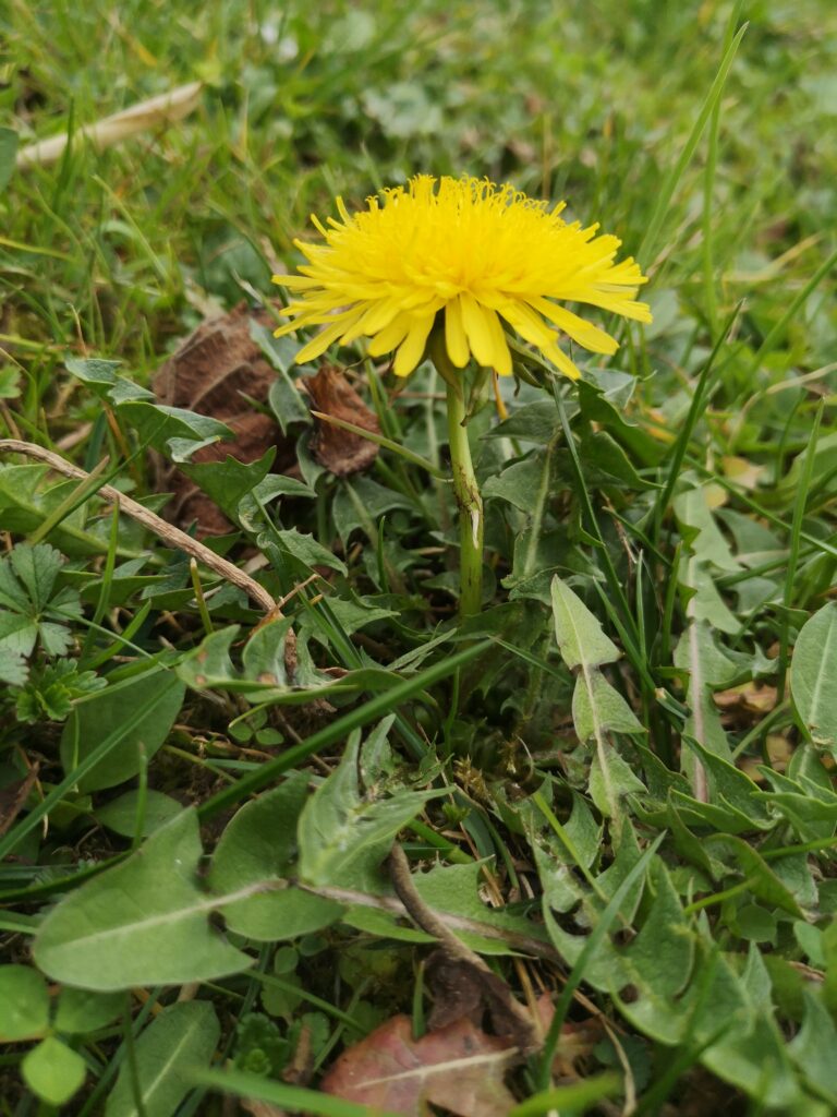 Kleiner Löwenzahn