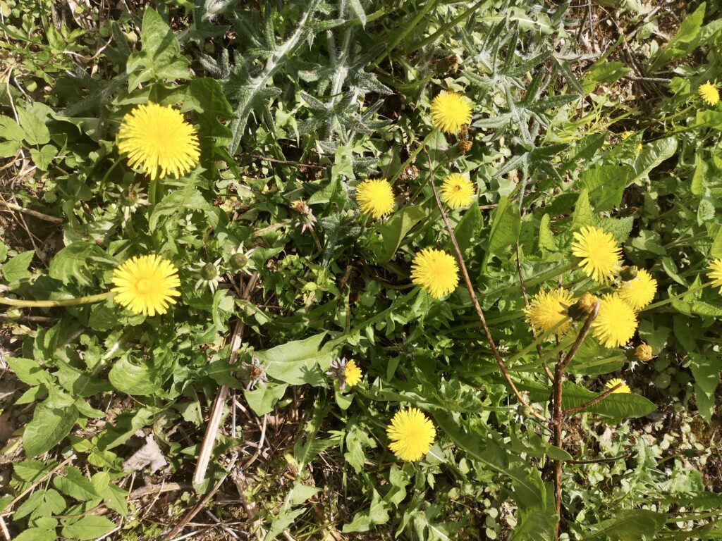 Wiese mit Löwenzahn