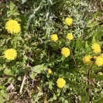 Wiese mit Löwenzahn