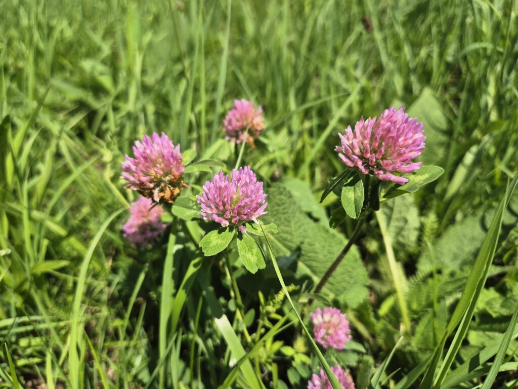 Rotklee in Blumenwiese