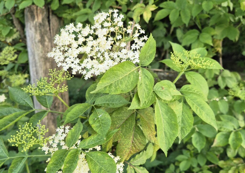 Schwarzer Holunder - Sambucus nigra