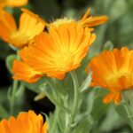 Ringelblume