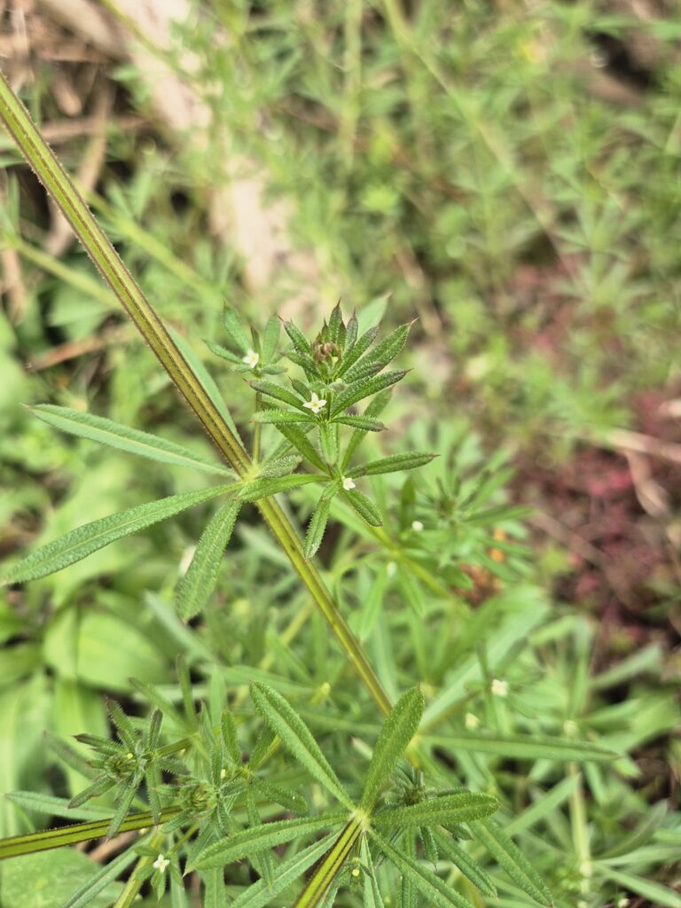 Kletten-Labkraut mit Blüte