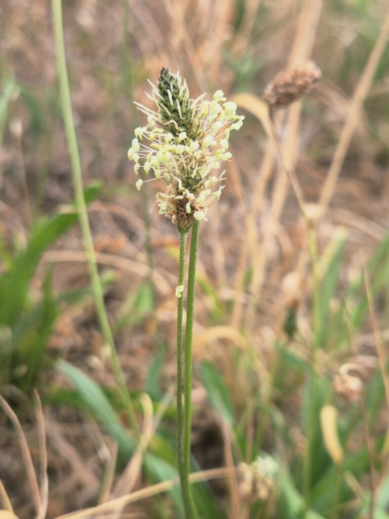 Blüte Spitzwegerich