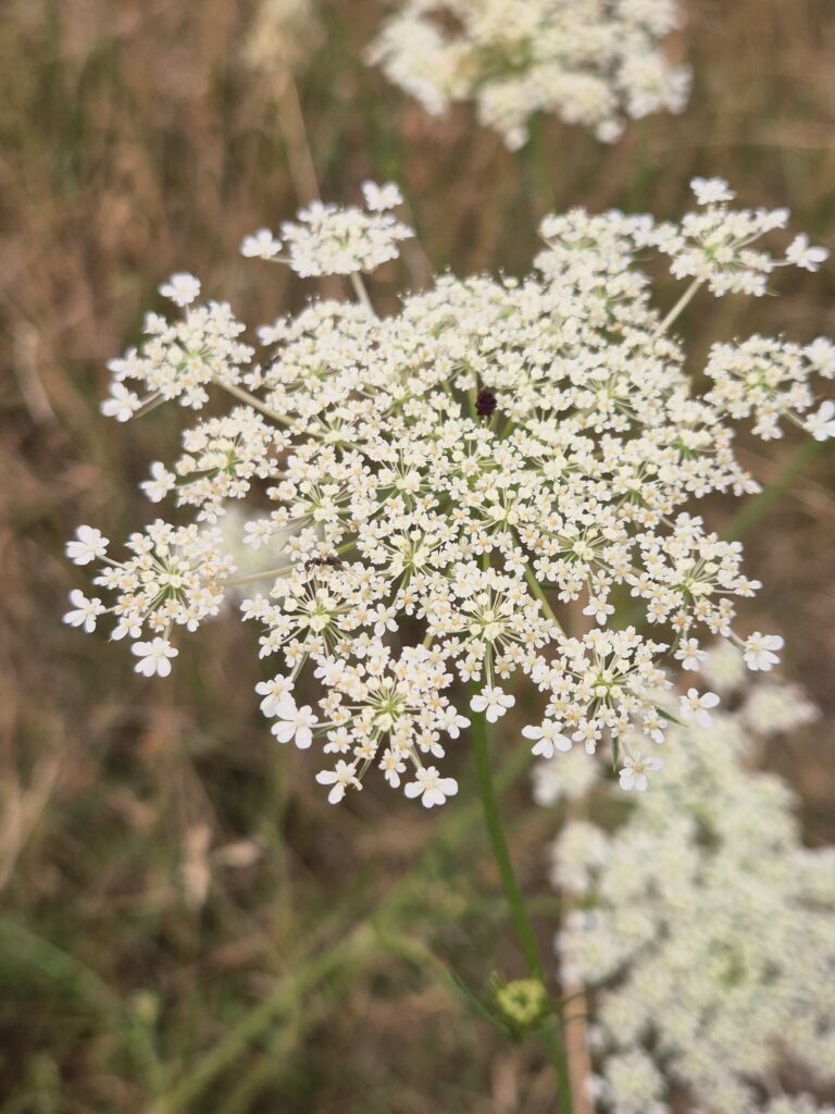 Wilde Möhre - Blüten