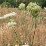 Wilde Möhre - Daucus carota