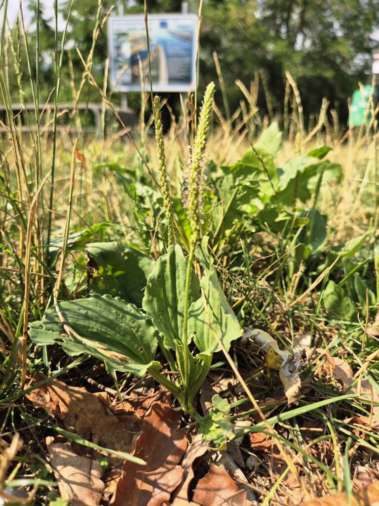 Breitwegerich - Plantago major