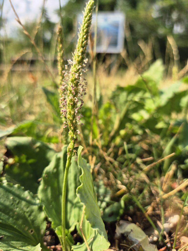 Blüte Breitwegerich