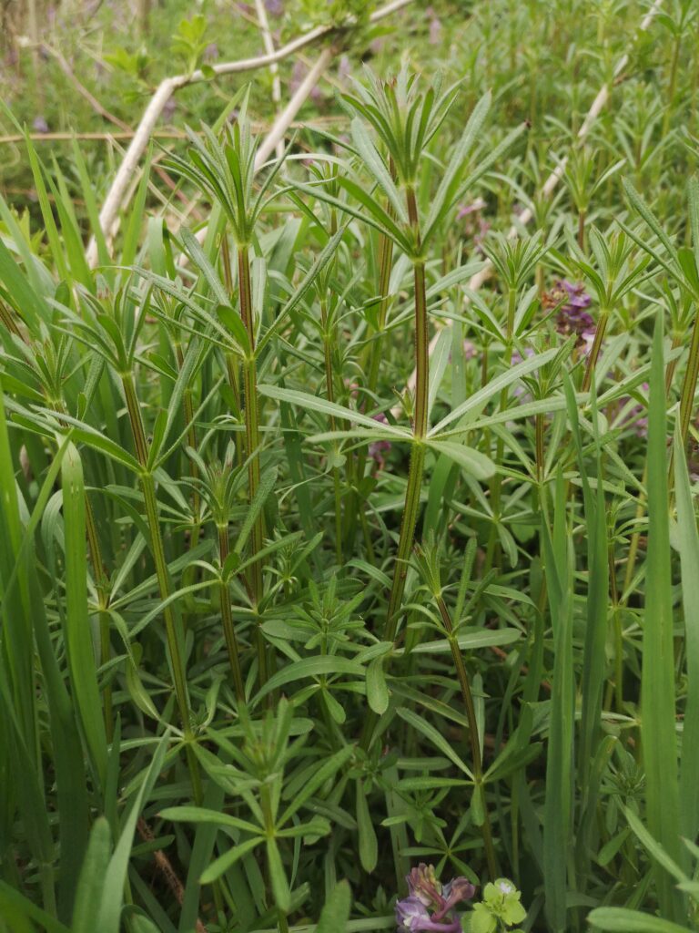 Galium aparine Kletten-Labkraut